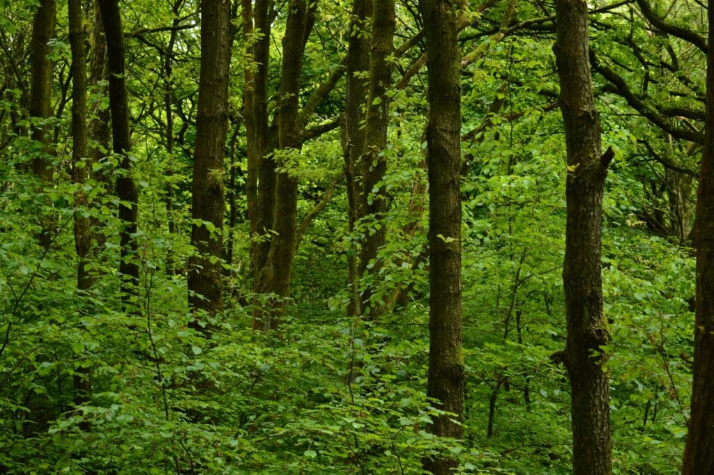 Vibrant green woodland